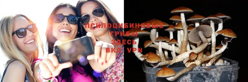 Псилоцибиновые грибы Psilocybe  Нижняя Тура 